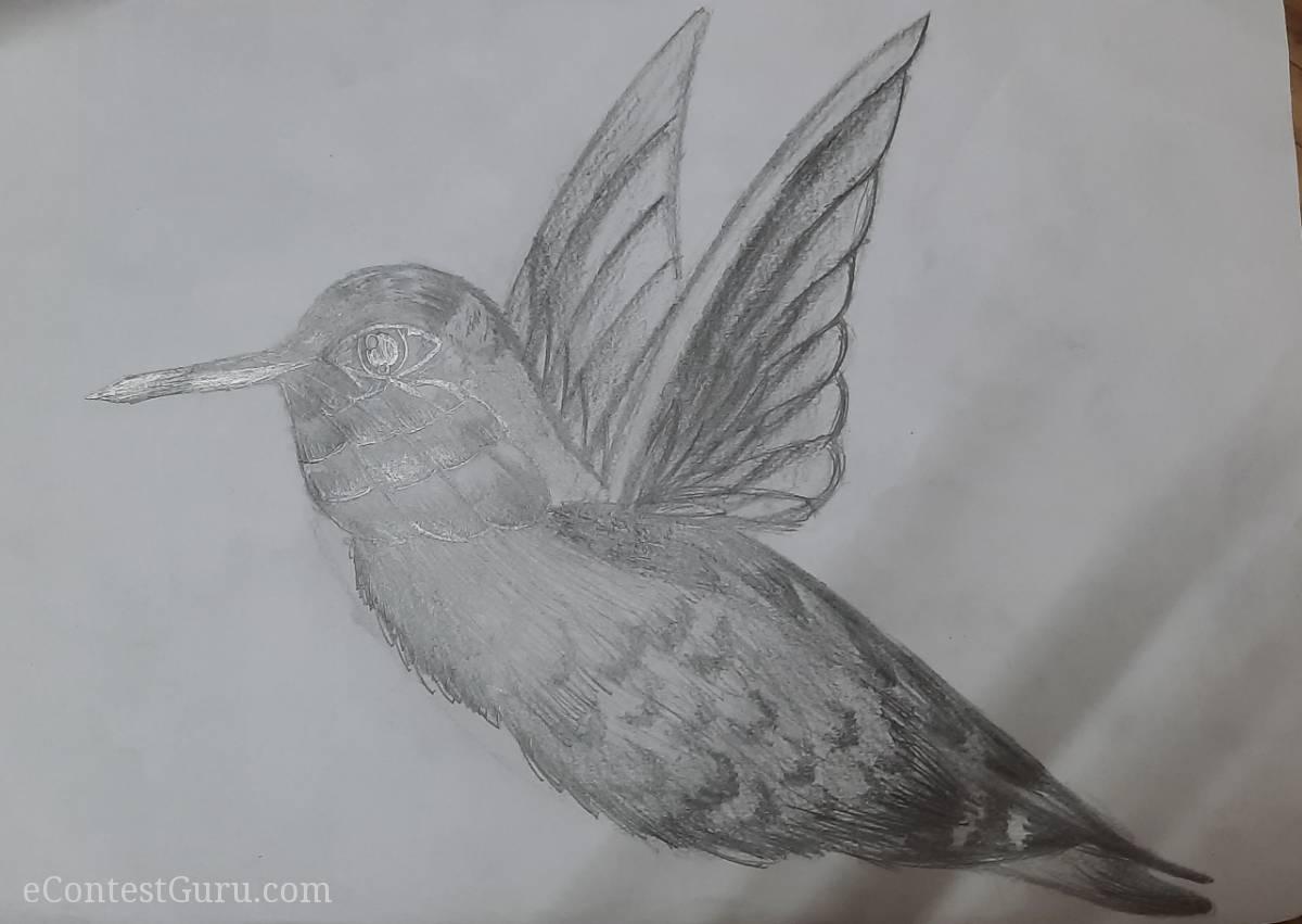 Humming bird