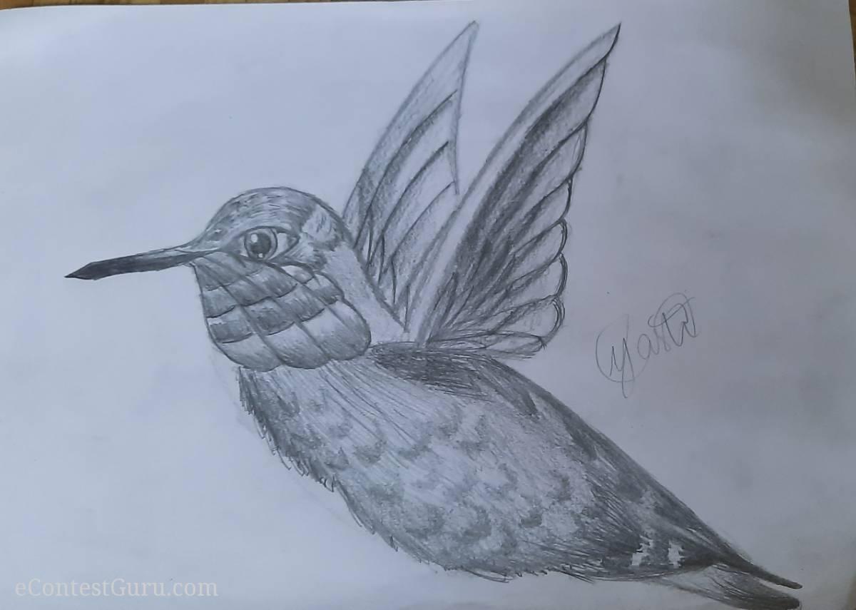 Humming bird